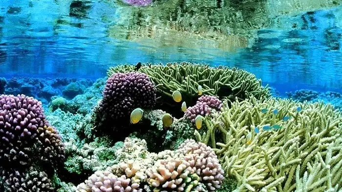 Corals in Pasikuda