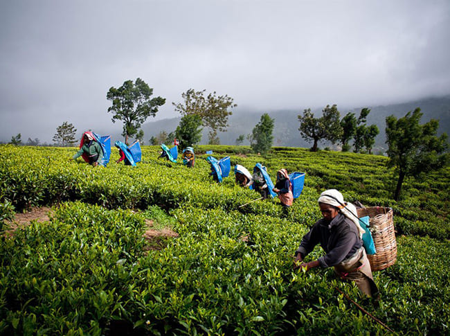 Tea Pluckers