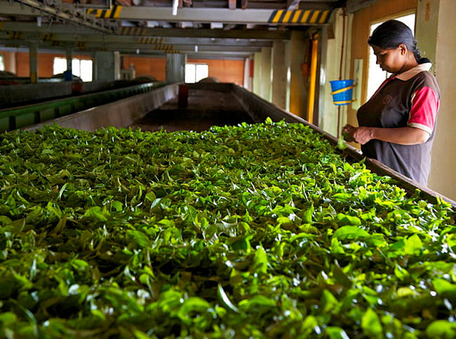 Tea Factory 