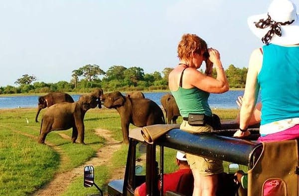 Minneriya Safari