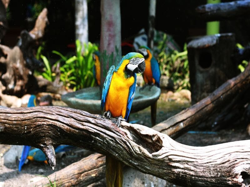 Blue and Yellow Macow