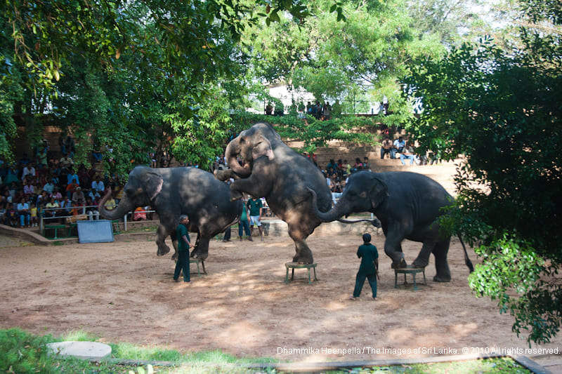 Elephants 