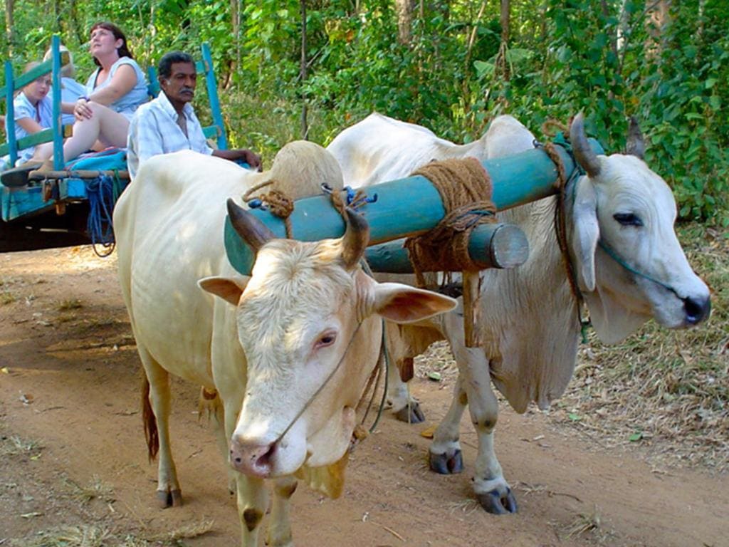 Traditional Tuk-Tuk