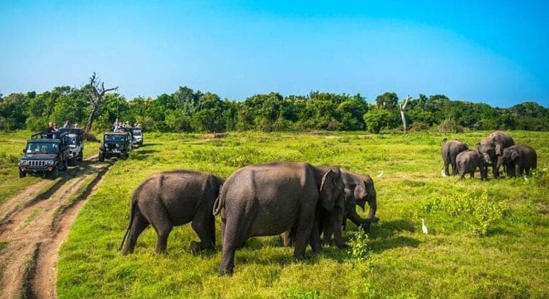Elephants in Minneriya