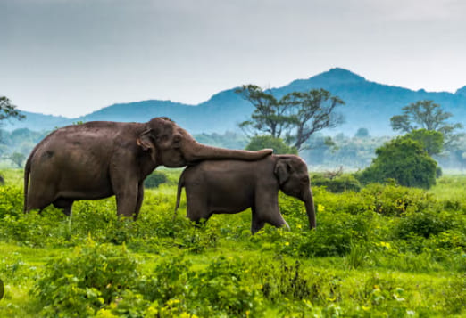 Minneriya National Park 