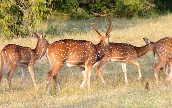 Sambar Deers