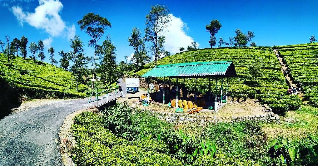 Tea Estate