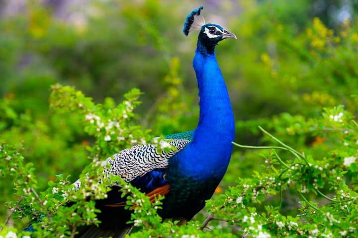 Peacock
