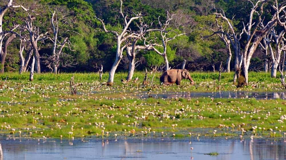 Hurulu Eco National Park 
