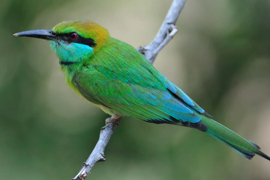 Yellow-fronted Barbet