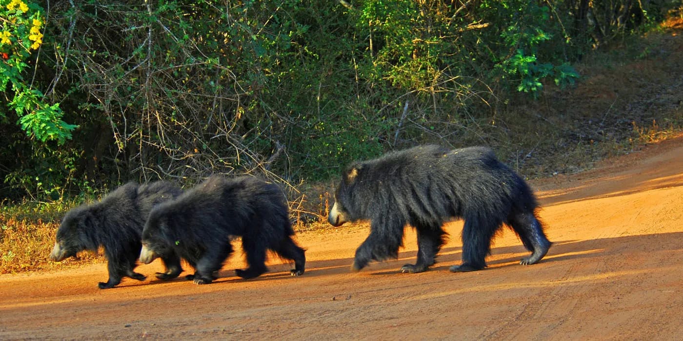 Minneriya National Park 