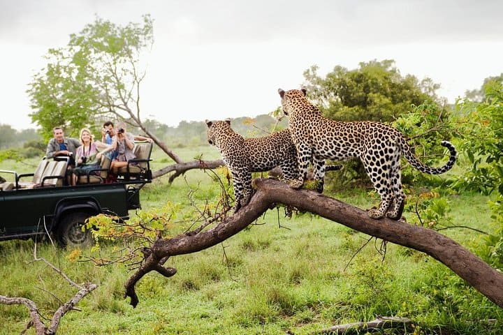 Leopards In Yala 