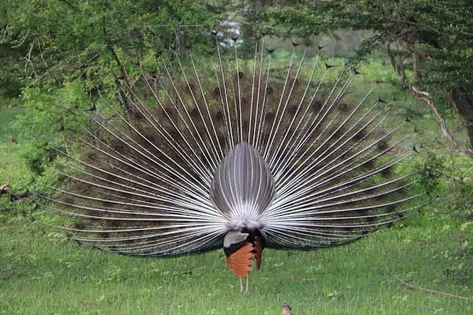Peacock In Yala 