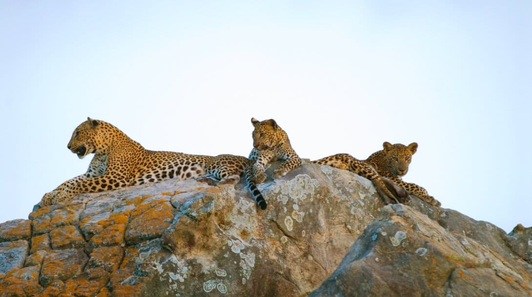 Beautiful Leopards 