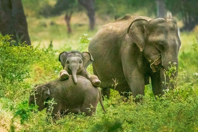 Elephants in Yala 