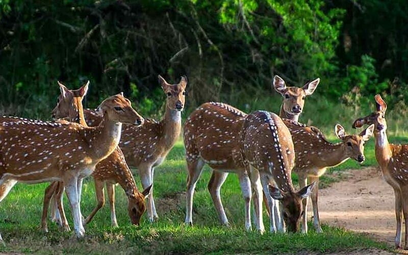 Sambar Deers in Yala 