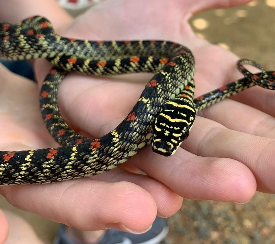 Snake Farm 