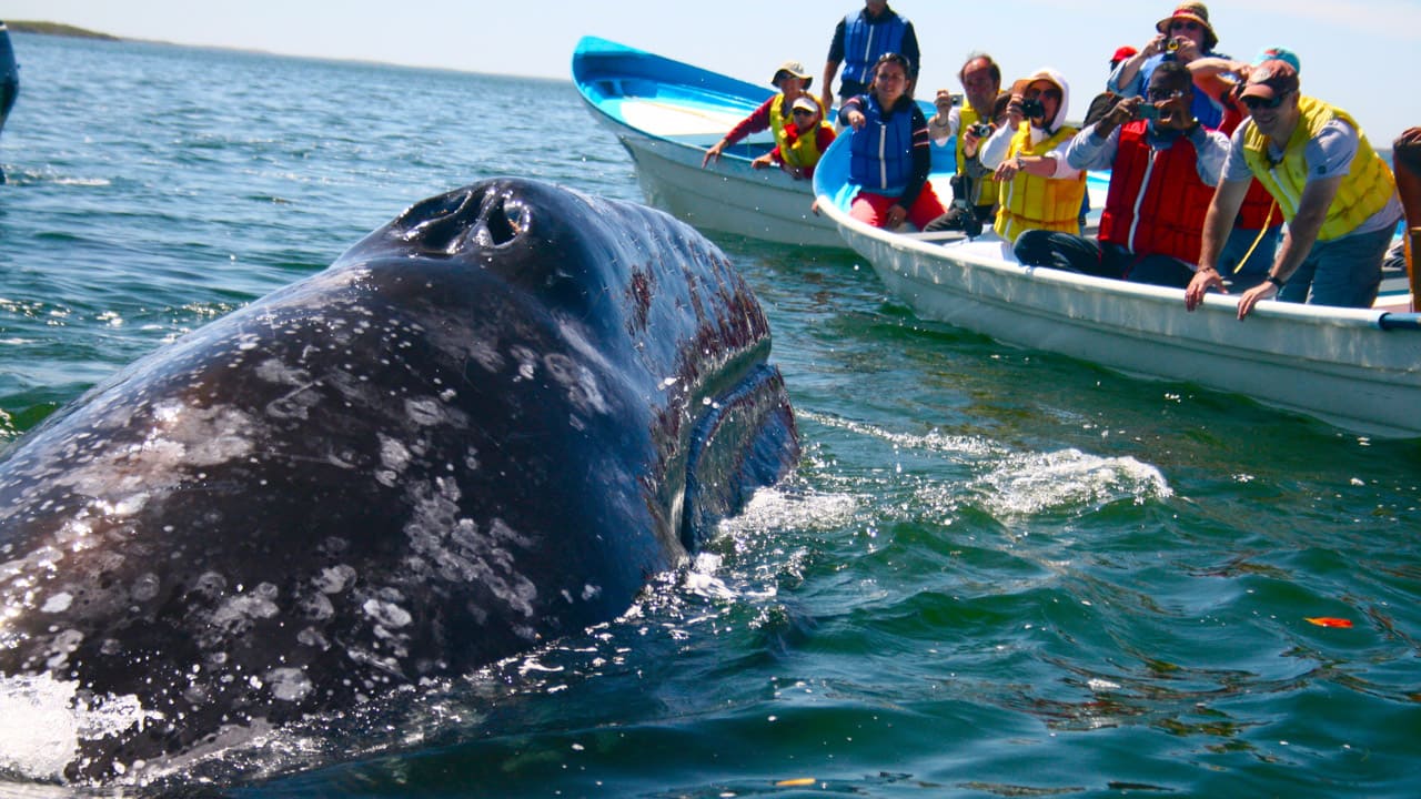 Whales Watching 