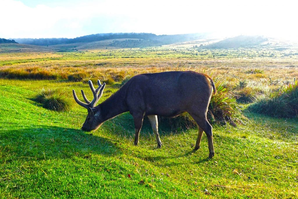 Sambur Deer
