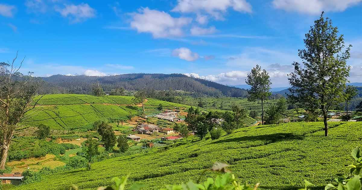 Tea Estate