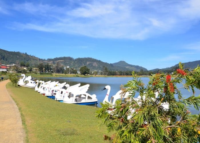 Swan Boats at Gregory Lake 