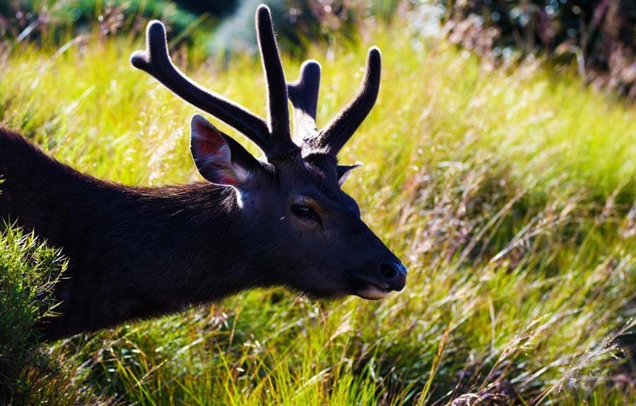 Sambar Deer at Horton Plains