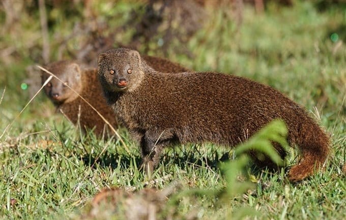 Ruddy Mongoose