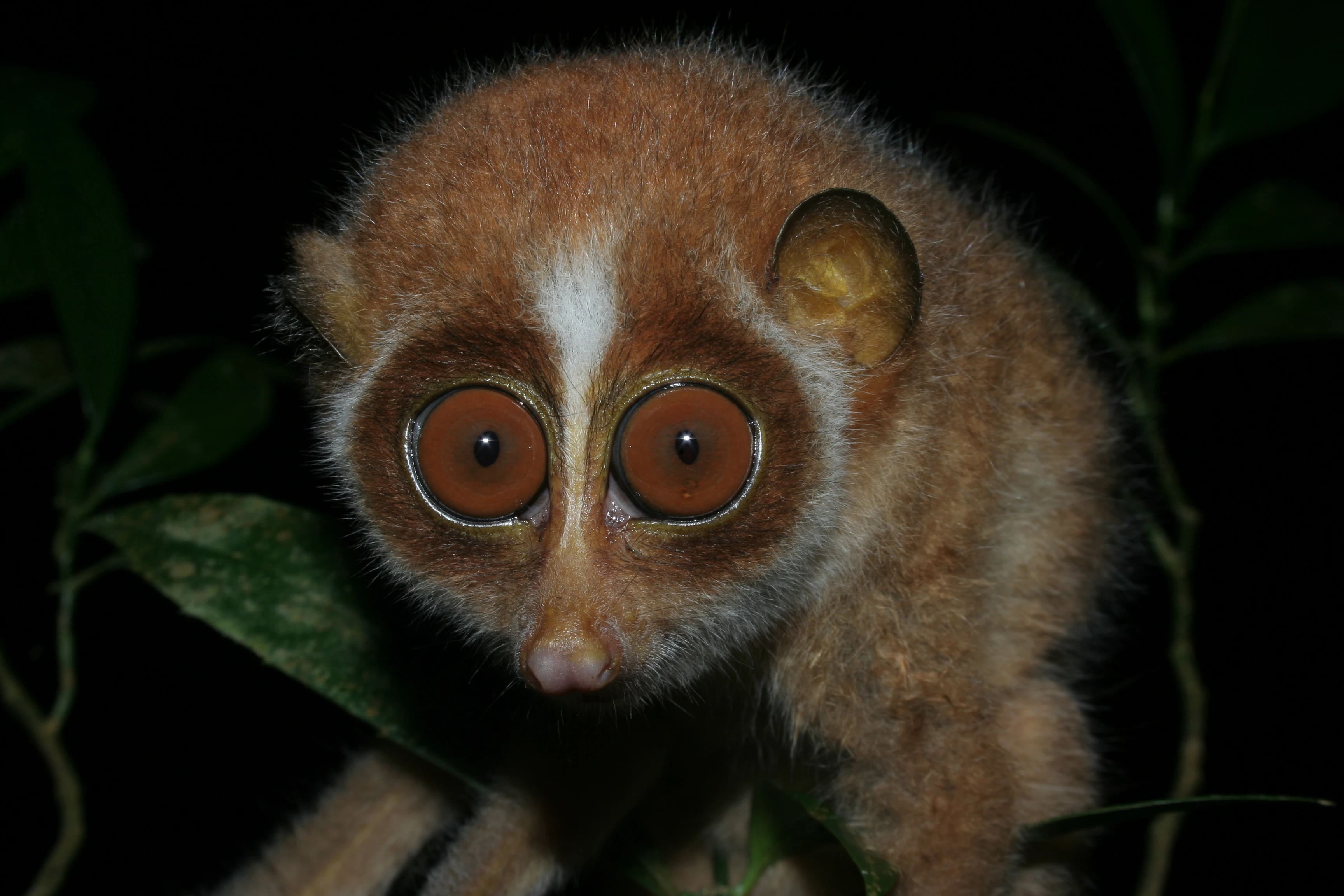 Slender Loris
