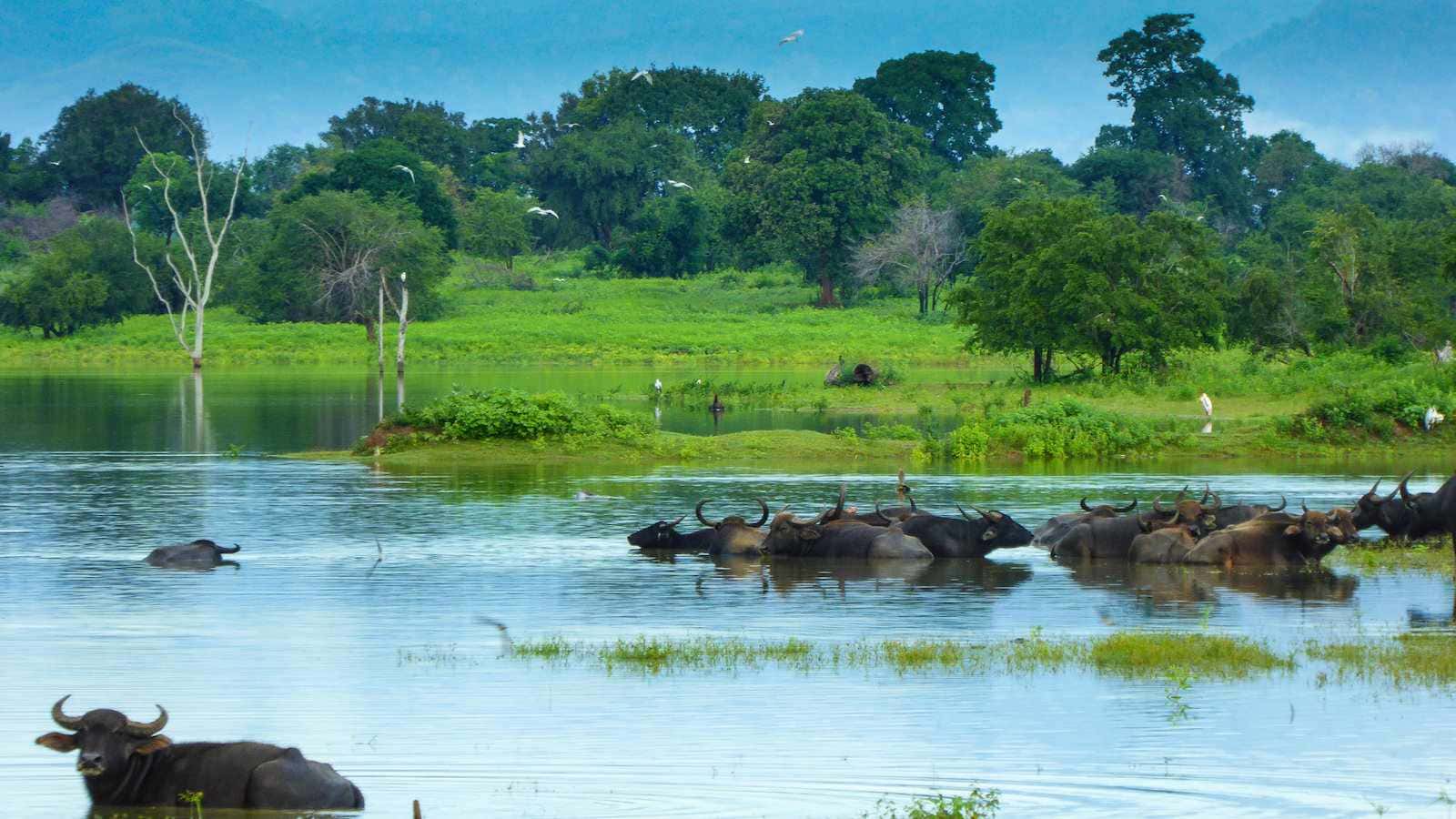 Group of Buffaloes