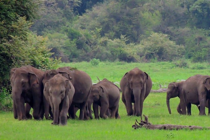 Gang of Elephants 