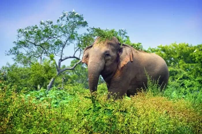 Elephant