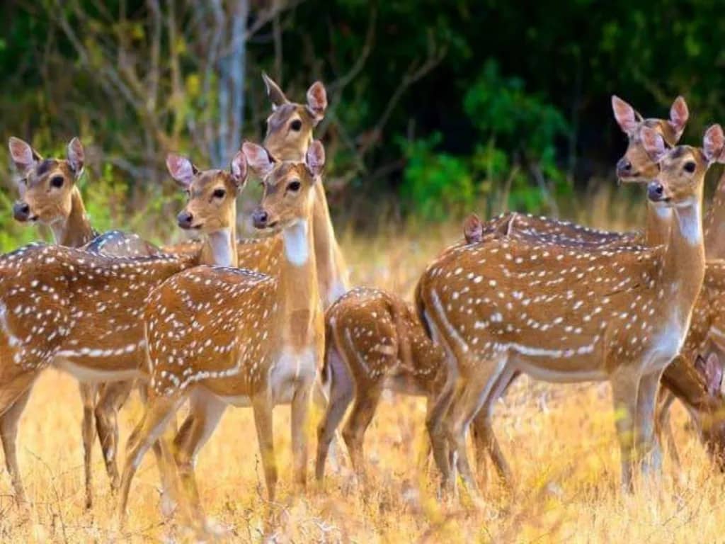 Sambar Deer