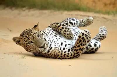 Leopard