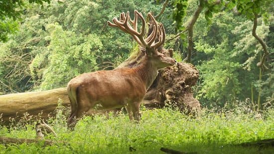 Sambur Deer