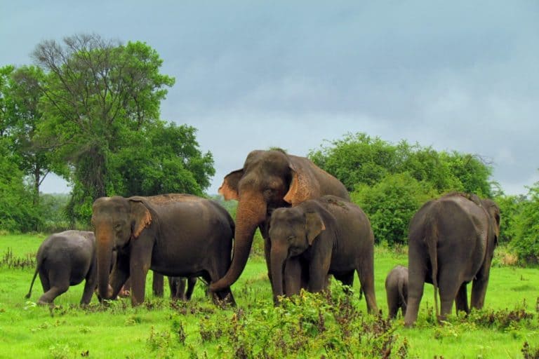 Elephants 