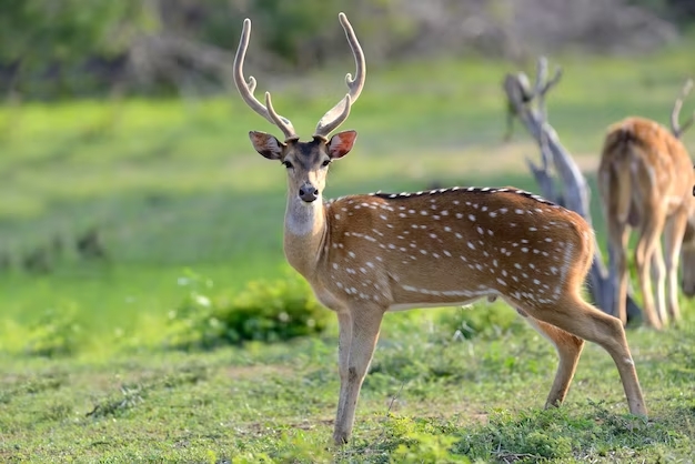 Wild Spotted Deer