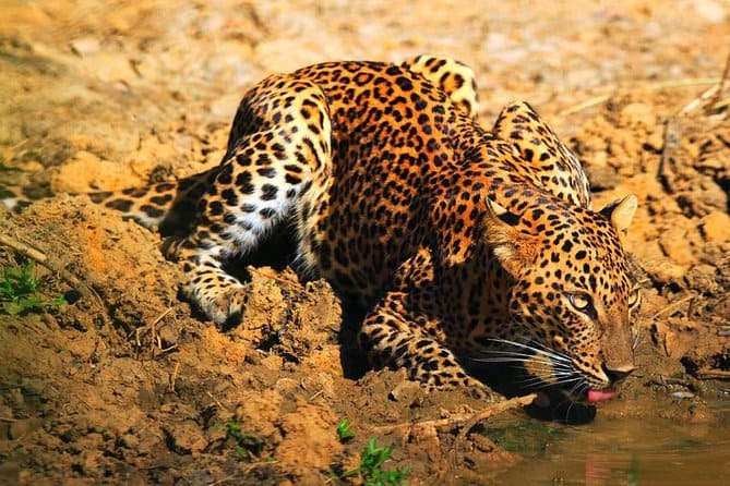 Leopard