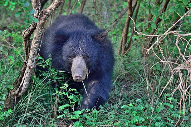Bears
