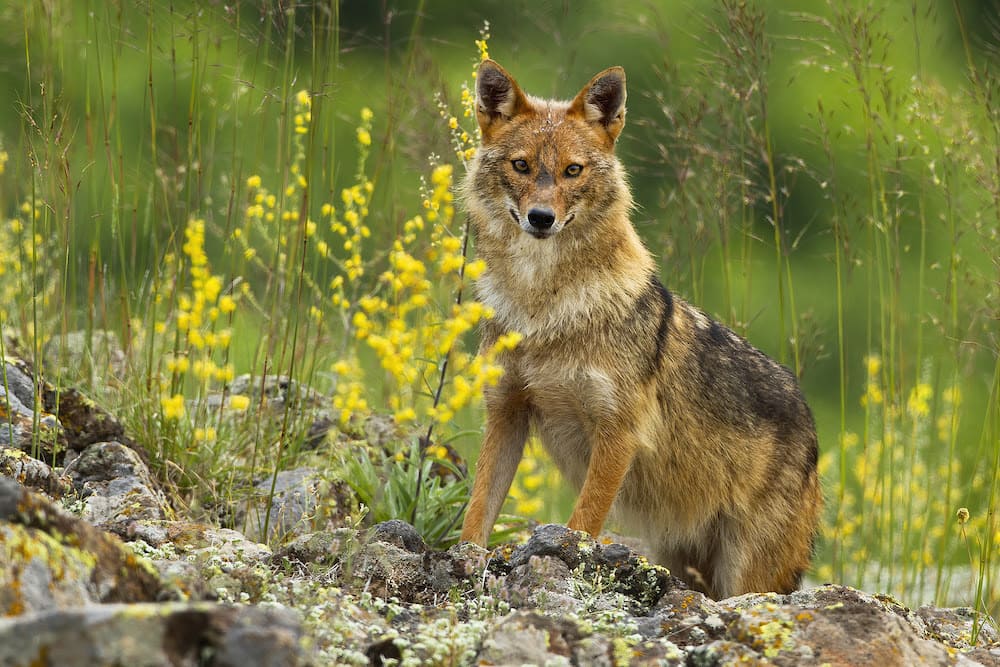 Fox