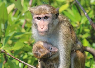 Torque Macaques