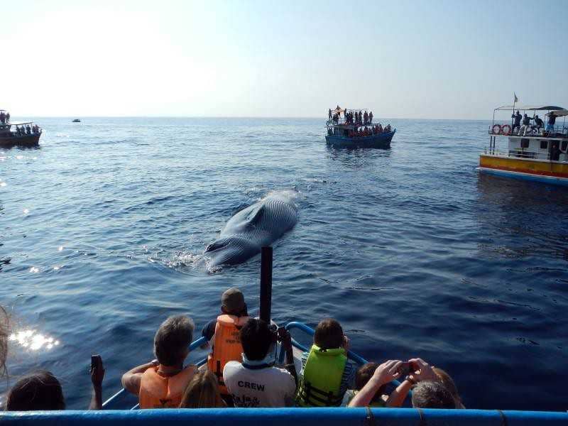 Whales