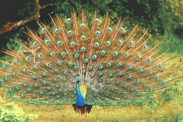 Peacock