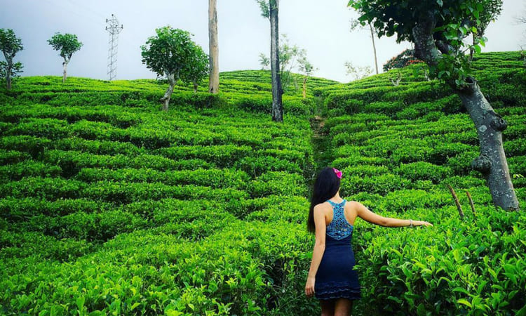 Tea Estate 