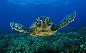 Sea Turtle Farm and Hatchery