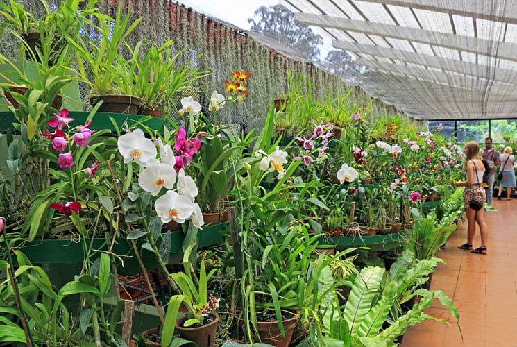 Orchid House