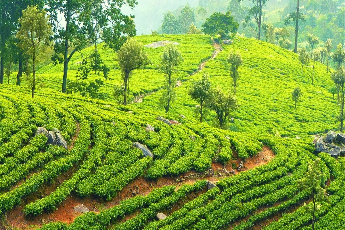 Tea Estate