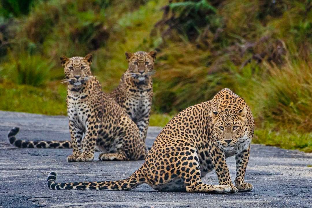 Leopards