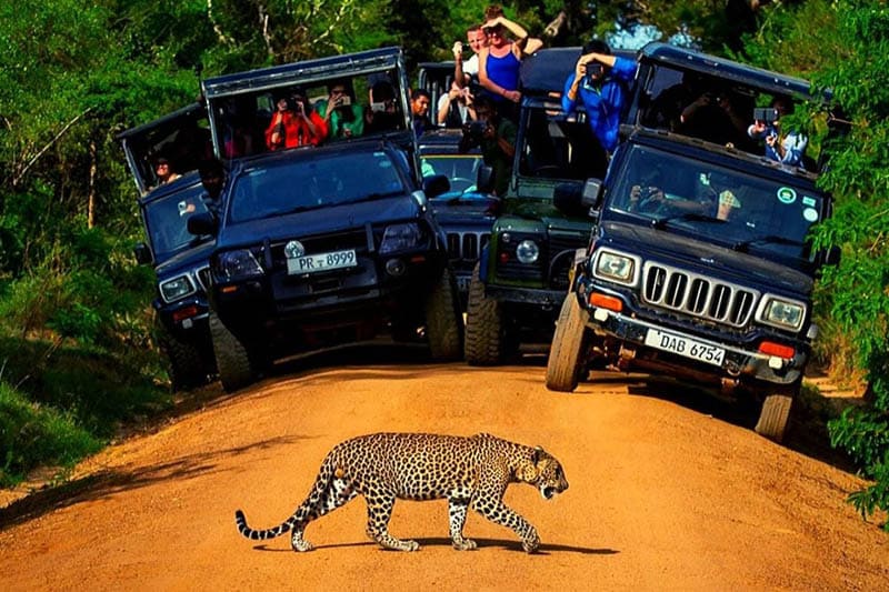 Jeep Safari at Yala
