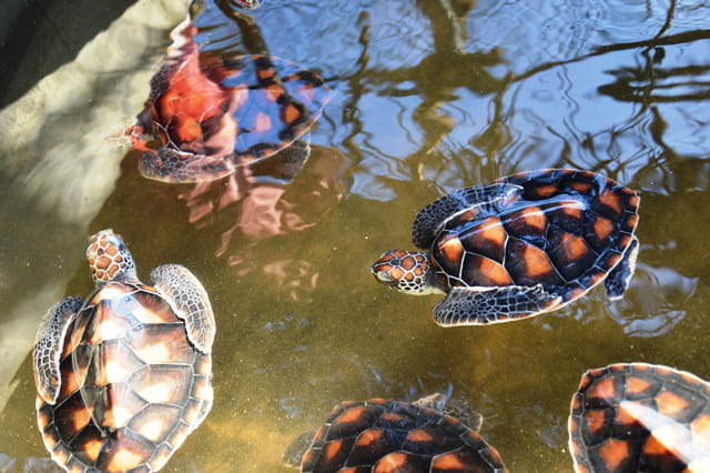 Sea Turtle Hatchery 