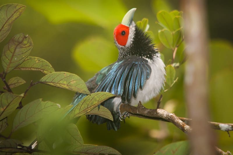 Endemic Species